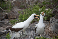 A pair of Nazca boobies (Sula granti)   