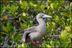 Red-footed booby (Sula sula)  