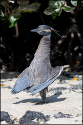 Yellow-crowned night heron (Nyctanassa violacea) 