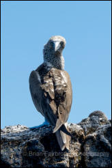 Blue-footed booby (Sula nebouxii)  