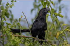 Smooth-billed ani (Crotophaga ani) 