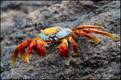 Sally Lightfoot crab (Grapsus grapsus) 