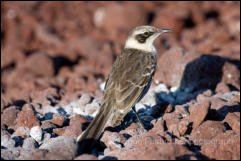 Galápagos mockingbird (Mimus parvulus) 