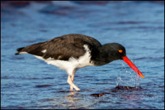 American oystercatcher (Haematopus palliatus) 