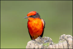 Male Vermilion flycatcher (Pyrocephalus nanus) 