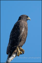 Galápagos hawk (Buteo galapagoensis) 