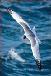 Swallow-tailed gull (Creagrus furcatus)