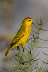  Yellow Warbler (Dendroica petechia)