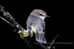 Female Vermilion flycatcher (Pyrocephalus nanus)  