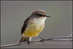 Female Vermilion flycatcher (Pyrocephalus nanus) 