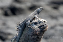 Galapagos Marine Iguana (Amblyrhynchus cristatus) and Galapagos Lava Lizard (Microlophus spp.)  