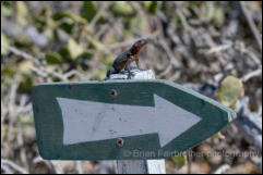 Galapagos Lava Lizard (Microlophus spp.) 