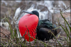 Great Frigatebird (Fregata minor ridgwayi)