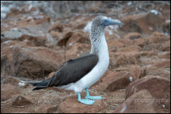 Blue-footed booby (Sula nebouxii) 