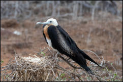 Juvenile Great Frigatebird (Fregata minor ridgwayi) 