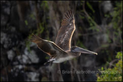 Galapagos Brown Pelican (Pelecanus occidentalis urinator) 