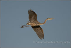 Great blue heron (Ardea herodias) 