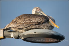 Galapagos Brown Pelican (Pelecanus occidentalis urinator) 