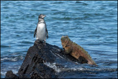 Galápagos Penguin (Spheniscus mendiculus) and Galapagos Marine Iguana (Amblyrhynchus cristatus)  