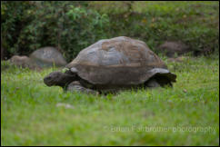 Galapagos giant tortoise (Chelonoidis spp.)