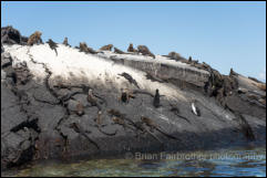 Galápagos Penguins (Spheniscus mendiculus) and Galapagos Marine Iguanas (Amblyrhynchus cristatus)  