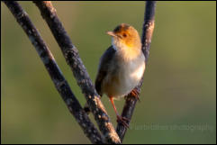 Red-faced cisticola (Cisticola erythrops) 