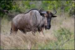 Common Wildebeest (Connochaetes taurinus), Kruger National Park