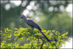 Grey go-away-bird (Crinifer concolor) 