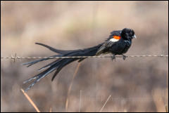 Long-tailed widowbird (Euplectes progne) 