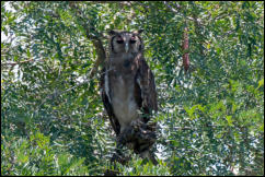 Verreaux's eagle-owl (Aquila verreauxii) 