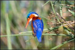 Malachite Kingfisher (Alcedo cristata), Kruger National Park