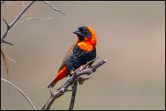 Southern red bishop (Euplectes orix), Rietvlei nature reserve