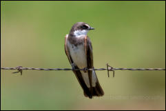 Banded martin (Neophedina cincta) 