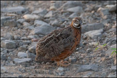 Harlequin quail (Coturnix delegorguei) 