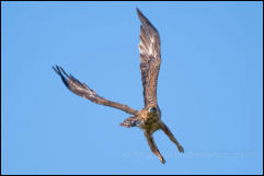 Tawny Eagle (Aquila rapax)  