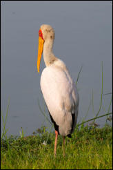 Yellow-billed Stork (Mycteria ibis) 