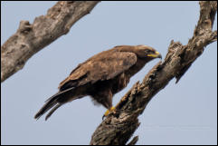 Wahlberg's eagle ( Hieraaetus wahlbergi)