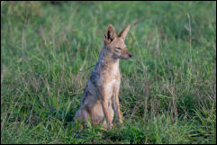 Black-backed Jackal (Lupulella mesomelas), Kruger National Park