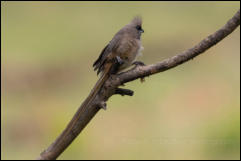 Speckled mousebird (Colius striatus) 