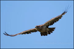 Tawny Eagle (Aquila rapax)  