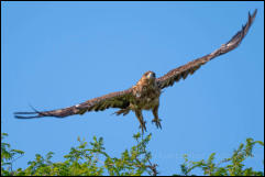 Tawny Eagle (Aquila rapax) 