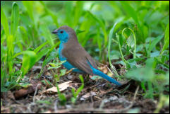 Blue waxbill (Uraeginthus angolensis) 