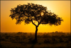  Sunrise in the Kruger National Park