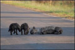  A Hyena (Crocuta crocuta) with cubs, Kruger National Park