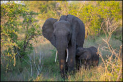 African Elephant (Loxodonta africana) with calf, Kruger National Park