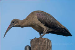 Hadeda ibis (Bostrychia hagedash) 