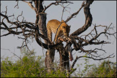  A Leopard (Panthera pardus) eating a Python.