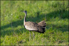 Black-bellied bustard (Lissotis melanogaster) 