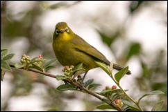 Cape white-eye (Zosterops virens) 