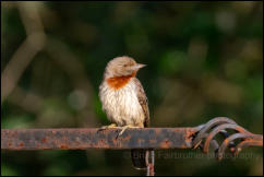 Red-throated wryneck (Jynx ruficollis) 